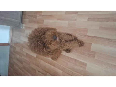 Poodle erkek köpeğimizi çiftleştirme