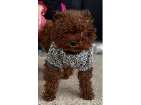 Mikro boy bebekler ve 4 aylık dişi darkred toy poodle