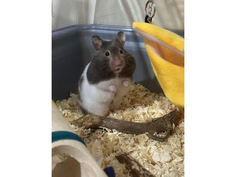 Hamster-gonzales yavrularımız heryere gönderim