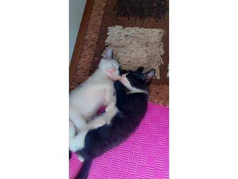 Ücretsiz 3 aylık sütten kesildi uysal temiz