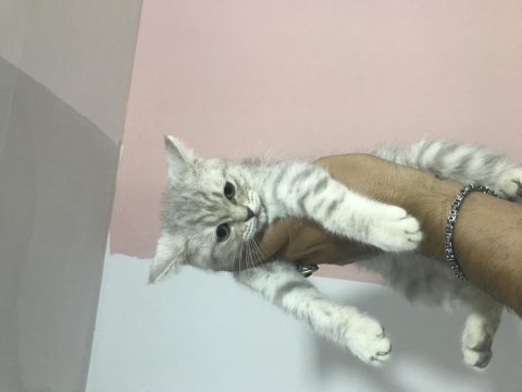 Son 2 yavru kedimiz