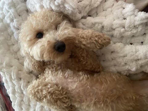 Akıllı poodle tuvalet eğitimi var
