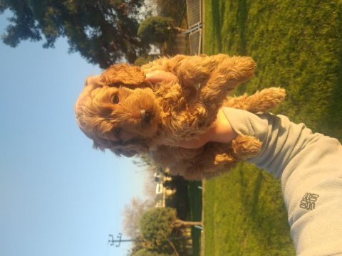 Poodle ayarında erkek maltipoolar, ruhsatlı çiftlik