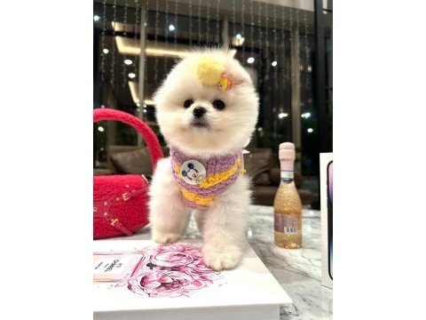 Üst düzey thailand menşei boo