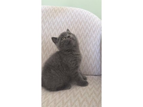 Kalan son british shorthair yavrumuz yuvasına gitmeye hazır