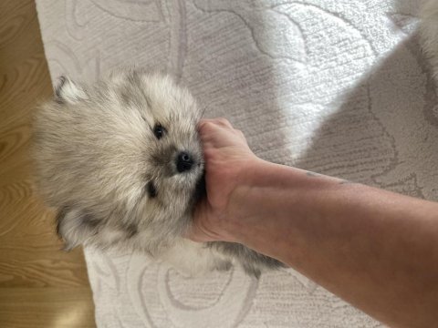 Yavru 1 aylık pomeranian