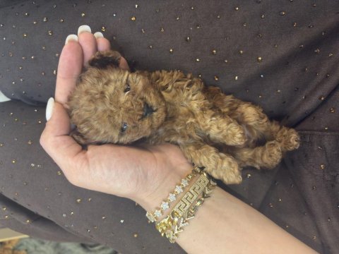 Kore poodle