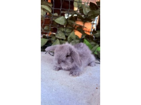 1 aylık safkan hollanda lop ve cüce tavşanlar