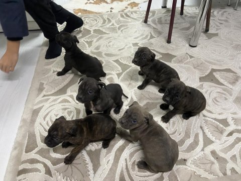 Safkan cane corso yavruları sahiplendirme