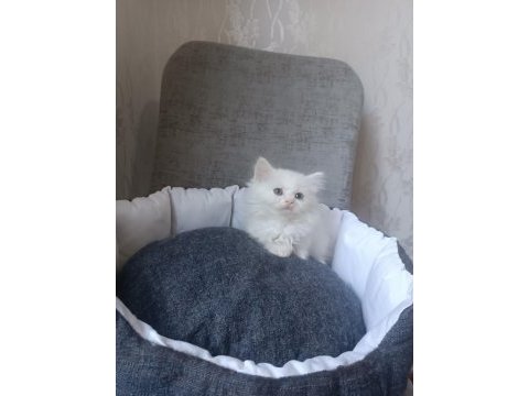British longhair beyaz ve blue point yavrularımız