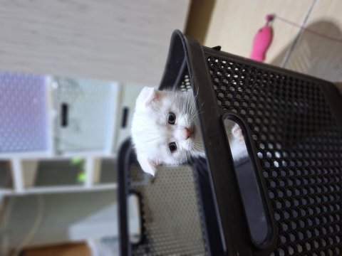 Yeni yuvasını bekleyen tatlış bir scottish fold