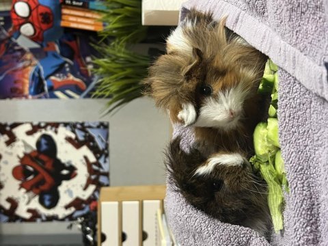 Guinea pig