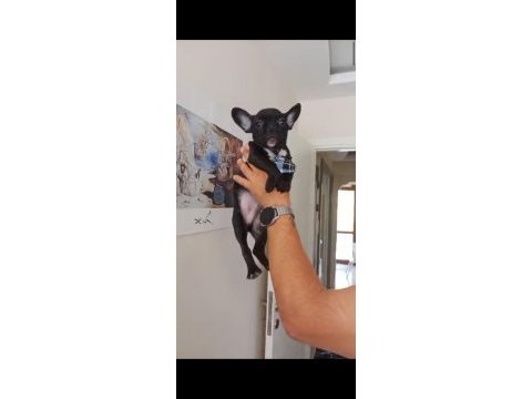 Acil standart teacup erkek french bulldog yavru 2 aylık