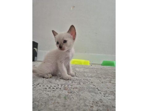 Siyam kedisi güzelleri