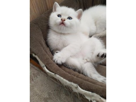 Safkan ve sevecen british shorthair bebişler