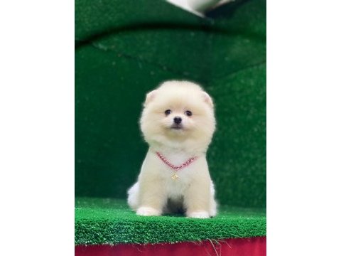 Pomeranian boo yavrumuz çok tatlı