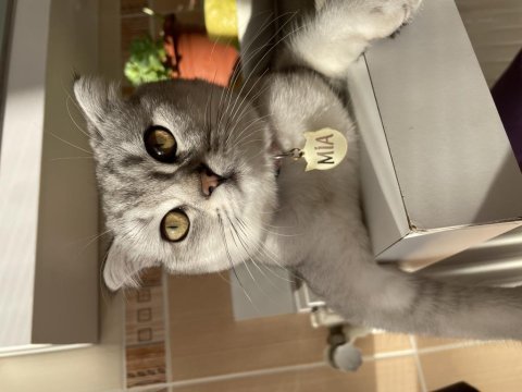 Aşırı sevecen scottish fold kedimiz mia