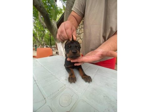 Estetikli ve estetiksiz doberman yavrular