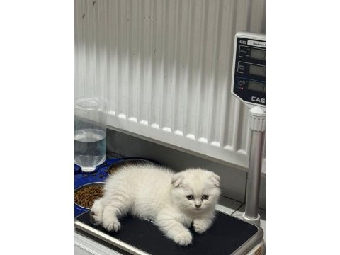 Ayı surat top kafa sıfır kulak bebek kediler