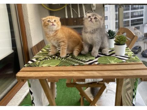 Scottish fold ev british shorthair show bebekler