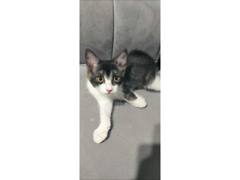 British shorthair ve melez yavru