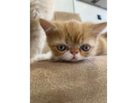 Exotic shorthair yavru erkek 2 aylık