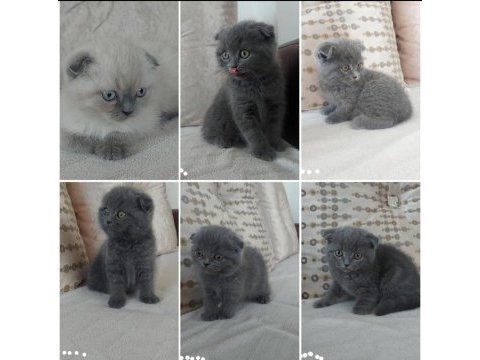 2 aylık scottish fold yavru kedilerimiz