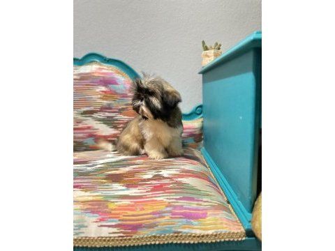 Orjinal shih-tzu yavrularımız