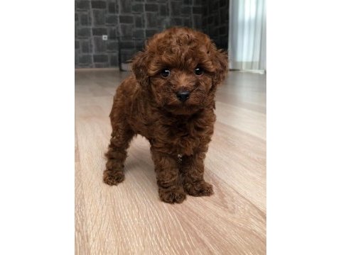 Poodle en en küçük boy 0 numara orijinal teacup yavrular