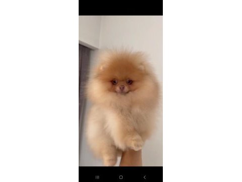 Show kalite şecereli anne baba pomeranian