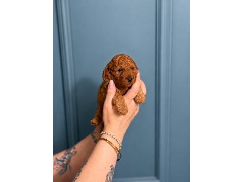Toy poodle yavruları erkek
