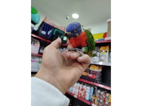 İnanılmaz güzel renklere sahip bebek gökkuşağı lori