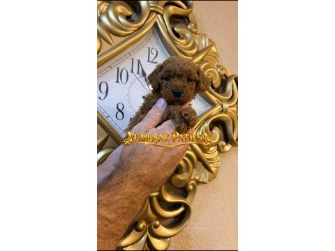 Red brown toy poodle
