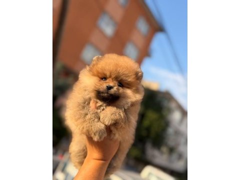 Ankarada tek pomeranian bebekler