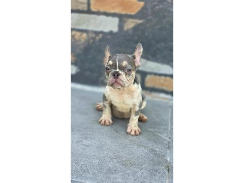 French bulldog köpekler