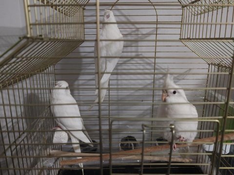 90 günlük yavru albino sultan papağanı