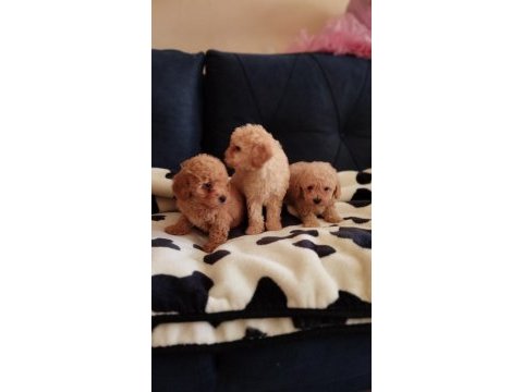 Sevimli poodle yavrular