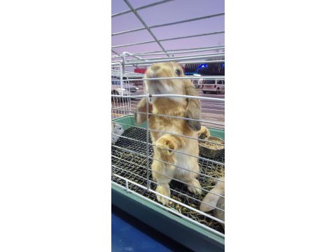 Hollanda mini lop cüce tavşan