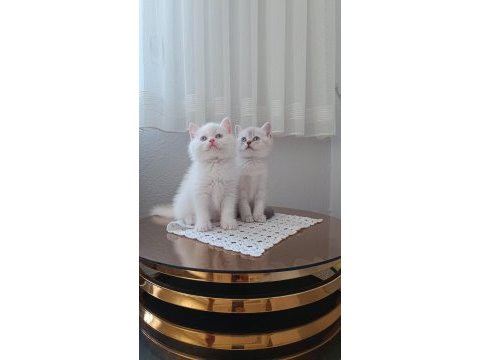 Sadece aileye british shorthair