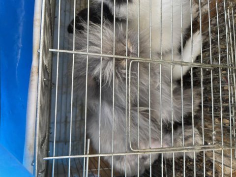 Hollanda lop tavşanı (takım) açıklamaya bakın