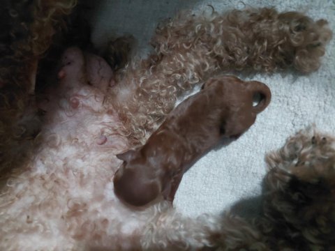 Üst kalite poodle yavrular