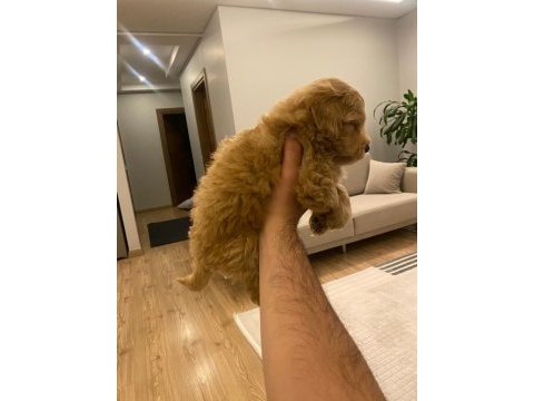 2 aylık poodle maltipoo kırma