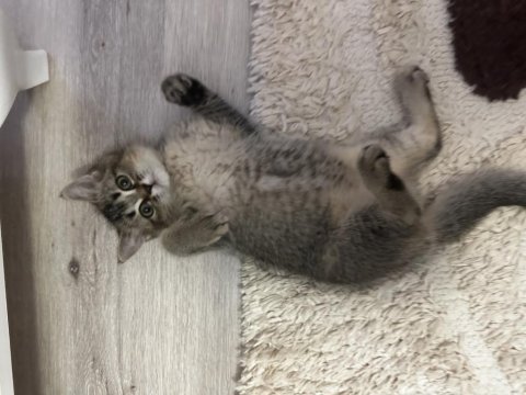 Minik scottish fold kardeşler
