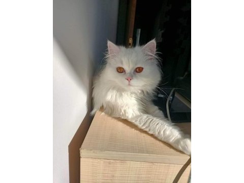 2 aylık erkek british shorthair