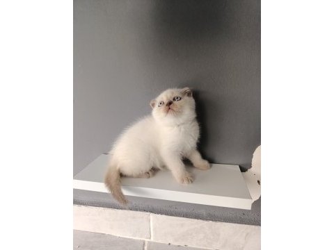 Scottish fold blue point