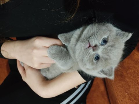 Dişi ve oyuncu ve insan canlısı scottish fold