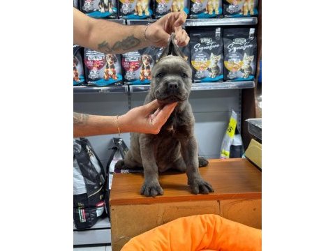 Kaliteli cane corso yavrusu 50 günlük