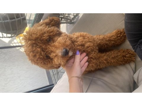 Acil satılık maltipoo 9 aylık