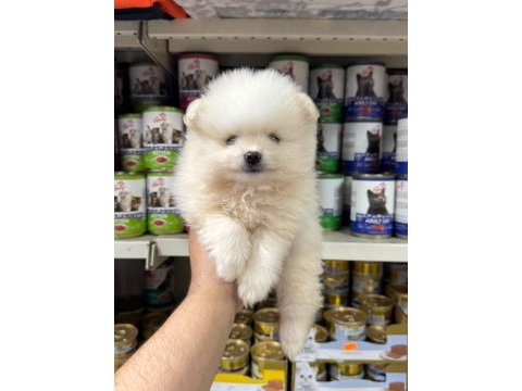 Kar beyazı pomeranian bebeklerimiz