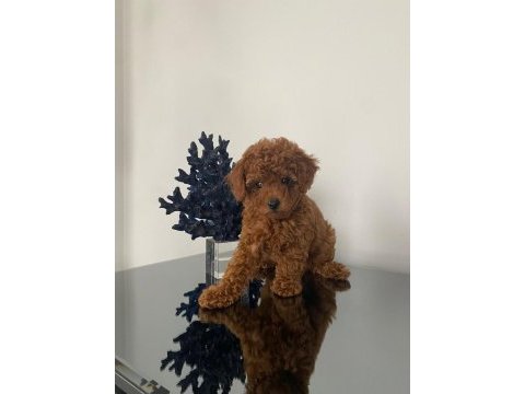 Saglık ve ırk garantili poodle bebekler